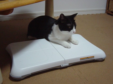 Wii Fitする猫