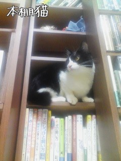 本棚猫