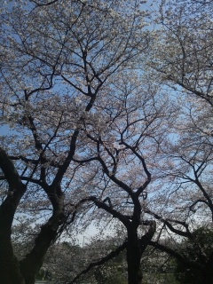 桜の季節1