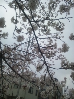 桜並木通り2